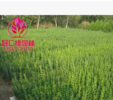 水蠟 水蠟苗 水蠟大小苗 遼東水蠟樹 水蠟球 高10-50基地直供