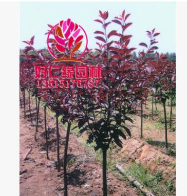 紫葉矮櫻 紫葉矮櫻小苗 優質矮櫻2-7公分 基地直供