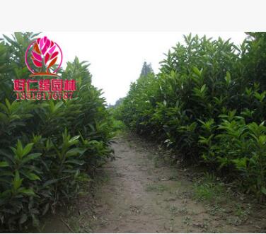 法國(guó)冬青 法國(guó)冬青價(jià)格 日本珊瑚樹(shù) 全規(guī)格大小基地直供