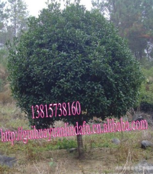 現貨供應優質大桂花樹 正式花期大小規格齊全 歡迎實地考察