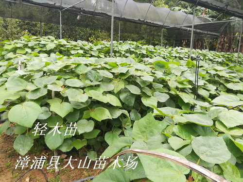 輕木樹苗 （Balsa、巴沙木、世界上生長快樹木)