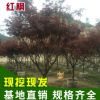 直銷基地耐寒耐凍紅楓樹小苗嫁接 庭院綠化美國紅楓苗木批發