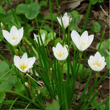 批發(fā)家居綠化 工程綠化 韭蘭 蔥蘭 風(fēng)雨蘭 球根植物 蔥蘭花種球