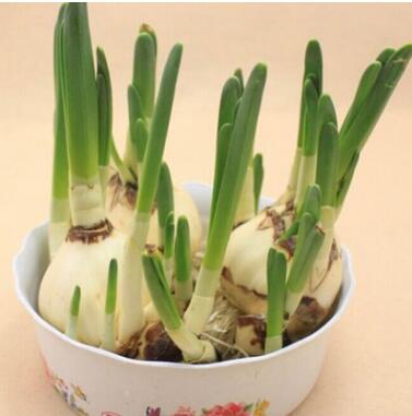 批發 水仙種球 中國水仙 可土培 水培水養冬季植物辦公室桌面擺放