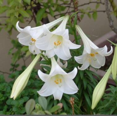 批發室內桌面綠植盆栽百合花 四季種植宿根花卉香水百合量大從優