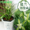 蘭花苗鐵骨素銀針素心建蘭蘭花苗盆栽植物花卉創意綠植