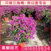紫色三角梅盆栽 三角梅球批發(fā) 福建種植基地供應(yīng)