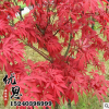 基地批發銷售紅楓樹苗 供應優質紅楓小苗園林綠化苗木量大從優