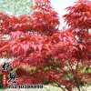 基地批發銷售紅楓樹苗 供應優質紅楓小苗園林綠化苗木量大從優