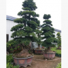 福建榕樹盆景基地 漳州小葉榕價(jià)格 四川榕樹 廣東小葉榕