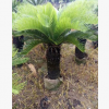 批發(fā)各種規(guī)格的鐵樹 專業(yè)種植 自產(chǎn)自銷 價(jià)格實(shí)惠