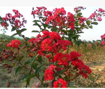 美國(guó)紫薇紅火球紅火箭 百日紅 叢生紫薇 紫薇樹小葉紫薇綠化批發(fā)