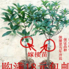 室內(nèi)新款秋季庭院四季桂丹桂金桂沉香桂流蘇嫁接桂花樹苗盆景盆栽