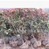 基地直銷紅葉石楠球/綠化工程用苗/湖北十堰成功苗木批發