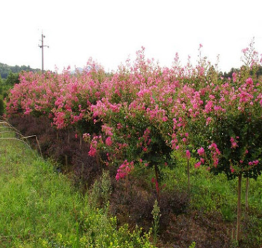 供應百日紅 扦插苗類 基地常年低價出售