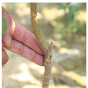 新品種杏樹 酸甜可口紅豐杏樹