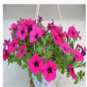 青州草花基地供應波浪、踏浪、錦浪系列F1代垂吊牽牛等草花花卉