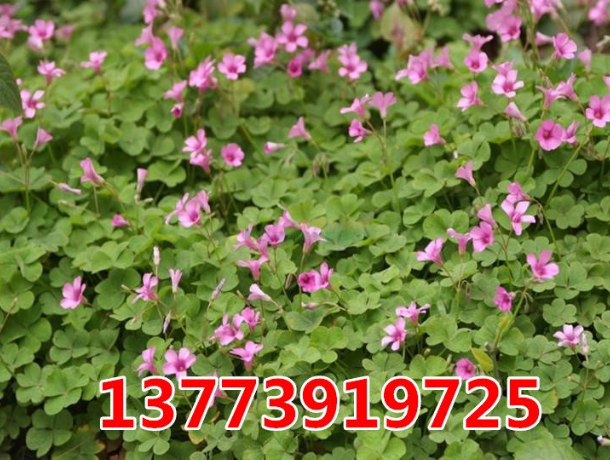 紅花草盆栽花卉三葉草苗子