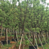 香樟容器苗*新價格/香樟容器苗報價