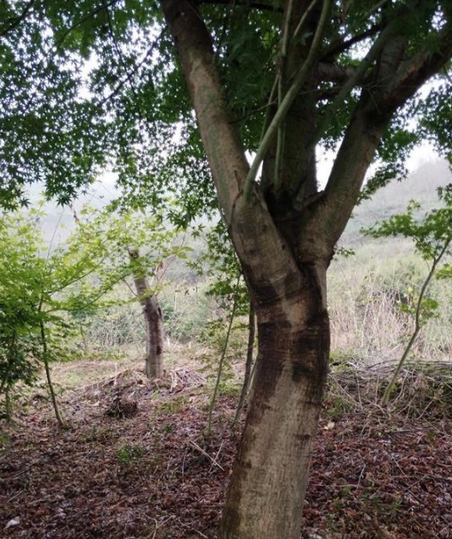 供應4-18公分紅楓