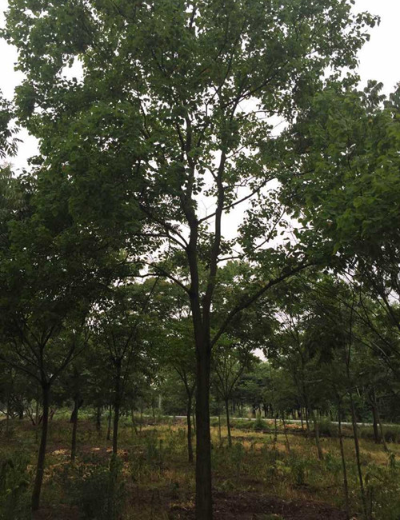 浙江烏桕批發市場、價格