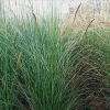 供應湘富園林 細葉芒 特選優品