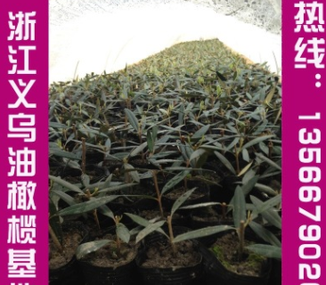 基地大量供應優質油橄欖掛果大樹油橄欖小苗移栽2年大樹