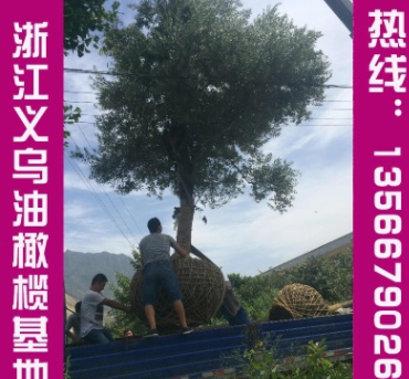 提供優質油橄欖苗木