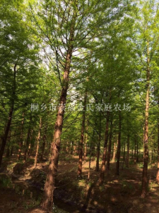 浙江嘉興落羽杉