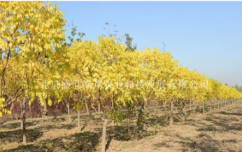 北京大興金枝國槐球