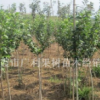 山東煙臺供應木槿苗木