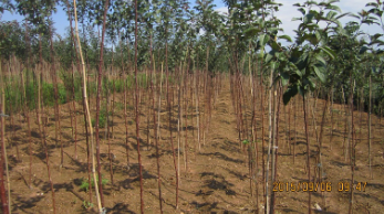 山東煙臺(tái)海棠
