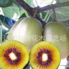 批發紅心獼猴桃樹苗 獼猴桃苗 汁多味甜 包成活