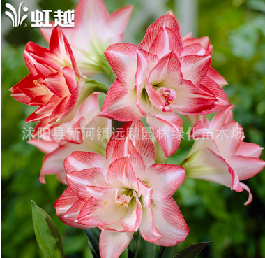 批發進口朱頂紅種球 重瓣 進口多年生球根花卉 可盆栽地栽