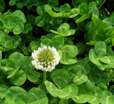 優質批發白三葉種子 白三葉凈籽白三葉包衣種子 綠化草坪種子