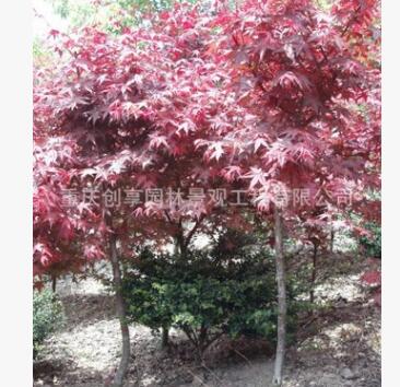 大量紅楓供應(yīng)、重慶紅楓、重慶喬木、紅楓、紅楓樹