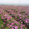 山東濰坊抗鹽堿、出油率高、四季玫瑰、玫瑰苗木抗鹽堿、