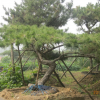 造型油松8cm-50cm、山東造型油松基地、山東造型黑松批發