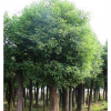 供應(yīng)2015最新優(yōu)質(zhì)特價 大葉樟 兵剛園林