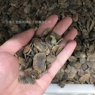 黃花梨種子 別名黃檀種子 降香黃檀種子 珍貴樹種檀香