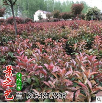 基地直銷批發(fā)紅葉石楠 籬笆 行道樹園林綠化工程樹木綠化小苗大苗