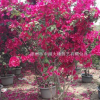 葉子花、三角梅盆栽、工程苗、漳州市中閩大地三角梅
