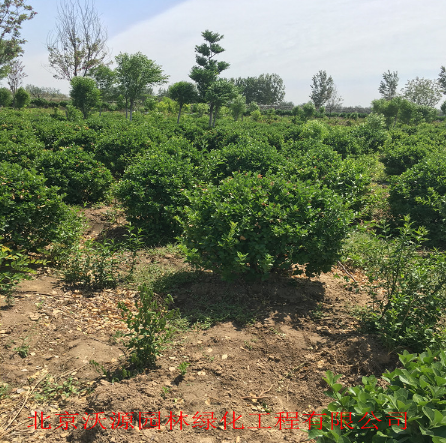 衛(wèi)茅 衛(wèi)茅球 衛(wèi)茅小苗 造型衛(wèi)茅 別墅綠化苗木 庭院綠籬