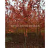山東臨沂美國紅楓