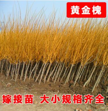 低價批發工程綠化苗木 黃金槐苗 黃金槐樹 金枝國槐樹