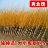 低價批發(fā)工程綠化苗木 黃金槐苗 黃金槐樹 金枝國槐樹