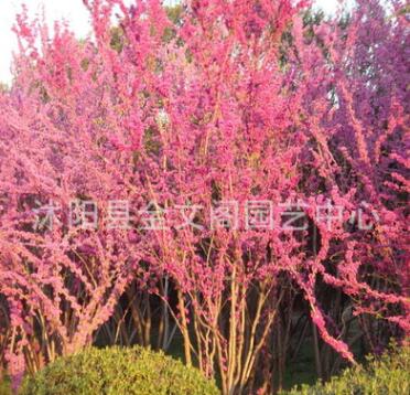 基地直銷優質紫荊樹苗 紫荊花紫荊小苗紅花紫荊 滿條紅 庭院綠化