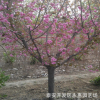 供應(yīng)綠化櫻花樹 日本櫻花樹苗 14公分櫻花樹 基地直銷 價(jià)格低