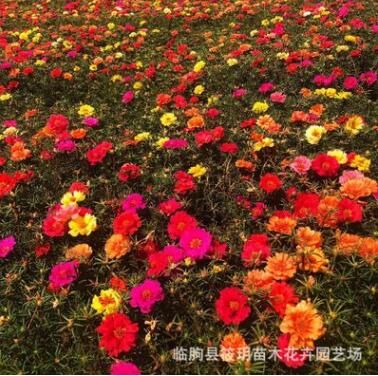 山東青州大量批發優質草花半枝蓮 綠化工程園林用夏季草花