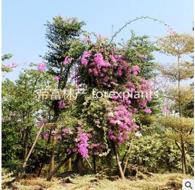 常綠灌木地被 多色勒杜鵑 葉子花 三角梅